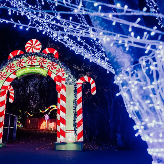 Zoolumination at the Nashville Zoo